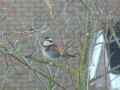 Бурый дрозд фото (Turdus eunomus) - изображение №2659 onbird.ru.<br>Источник: www.manchesterbirding.com